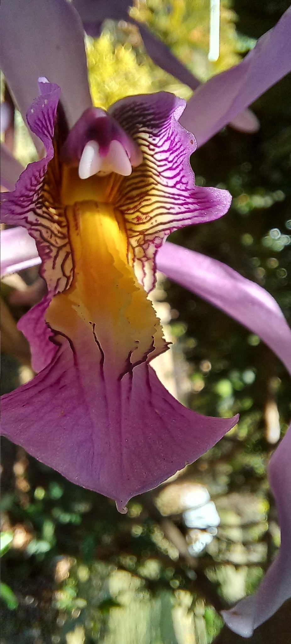 Laelia superbiens